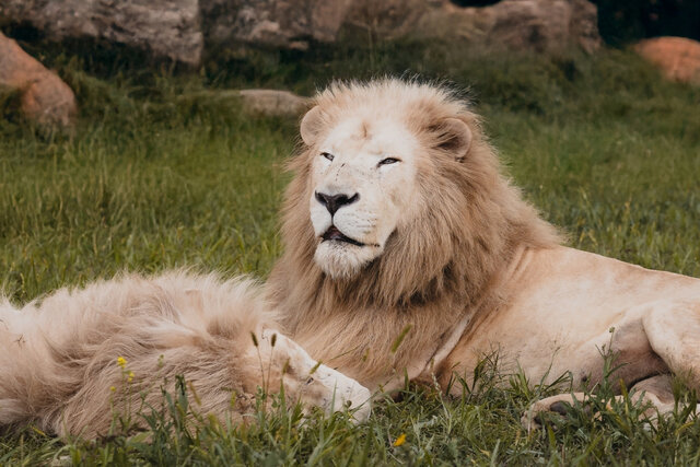 Tunnels des félins - Lion&nbsp;&nbsp;&nbsp;&copy; Parc Safari