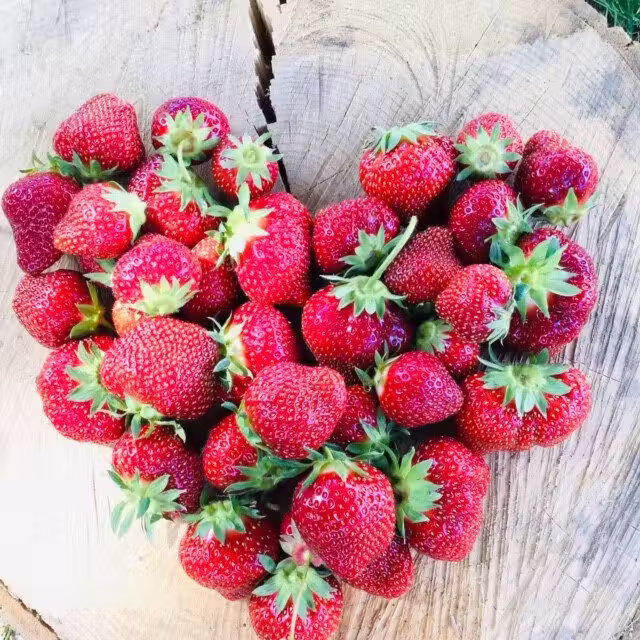 Fraises&nbsp;&nbsp;&nbsp;&copy; La Fruiterie champêtre inc.