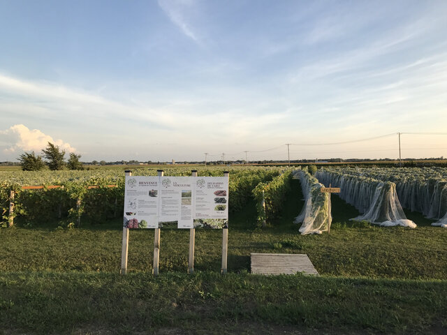 Vignoble du Vent Maudit - 3&nbsp;&nbsp;&nbsp;&copy; Vignoble du Vent Maudit