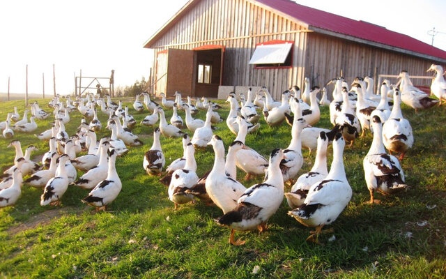 Canards à l'extérieur devant la grange&nbsp;&nbsp;&nbsp;&copy; M.Pépin