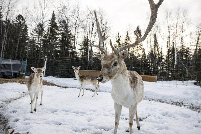 Parc animalier au Domaine&nbsp;&nbsp;&nbsp;&copy; Alliance touristique du Québec