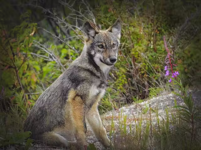 Observation du loup en milieu naturel&nbsp;&nbsp;&nbsp;&copy; S.Paquin