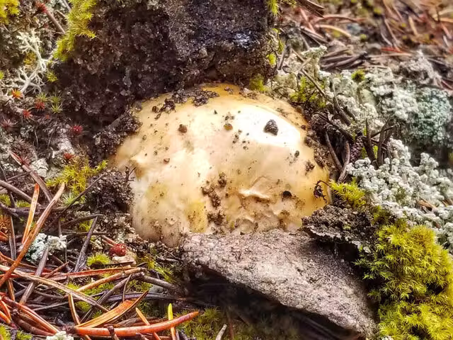 Matsutake&nbsp;&nbsp;&nbsp;&copy; S.Paquin