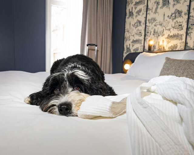 Hôtel Saint-Sulpice - Animaux acceptés&nbsp;&nbsp;&nbsp;&copy; Hôtel Saint-Sulpice - Montréal