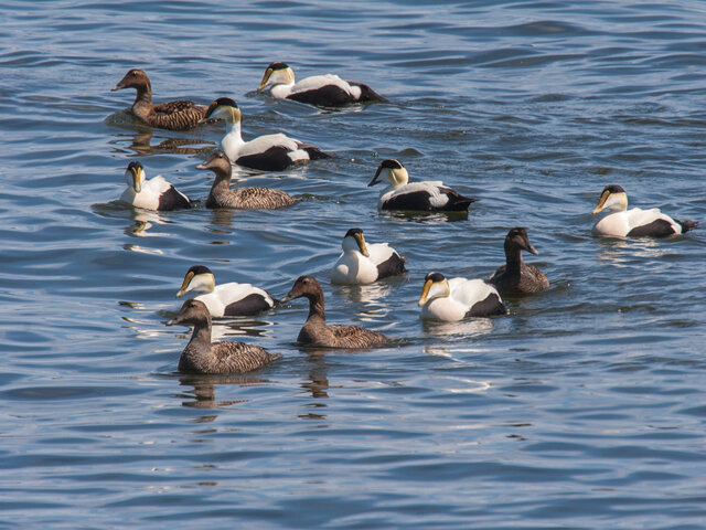 Eiders à duvet&nbsp;&nbsp;&nbsp;&copy; J.Gobeil