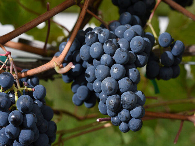 Raisins&nbsp;&nbsp;&nbsp;&copy; Domaine Vinéterra