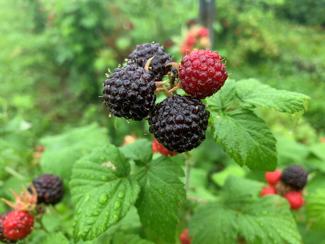Framboises Noires&nbsp;&nbsp;&nbsp;&copy; D.Gendron
