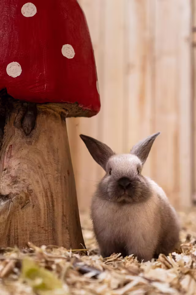 Lapin&nbsp;&nbsp;&nbsp;&copy; Karim Bouzidi