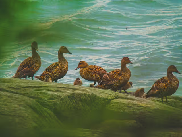 Eiders à duvet-île aux Lièvres&nbsp;&nbsp;&nbsp;&copy; S.Laroche