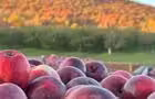 autocueillette&nbsp;&nbsp;&nbsp;&copy; Vignoble et Cidrerie Coteau St-Paul