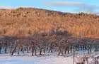 le verger sous la neige&nbsp;&nbsp;&nbsp;&copy; Vignoble et Cidrerie Coteau St-Paul