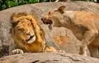 DRÔLES DE BÊTES – Un safari photo hilarant!&nbsp;&nbsp;&nbsp;&copy; Centre des sciences de Montréal - Scott Frier