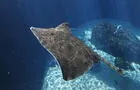 Grande raie (dipturus laevis)&nbsp;&nbsp;&nbsp;&copy; Espace pour la vie, C.Lafond