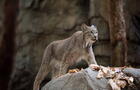 Lynx du Canada (lynx canadensis)&nbsp;&nbsp;&nbsp;&copy; Espace pour la vie, A.Rider