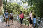 Vue sur la canopée de la Forêt tropicale humide&nbsp;&nbsp;&nbsp;&copy; Espace pour la vie, M.Rivard