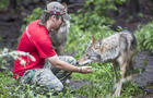 Loups&nbsp;&nbsp;&nbsp;&copy; Mathieu Dupuis