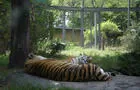 Zoo de Granby&nbsp;&nbsp;&nbsp;&copy; Zoo de Granby