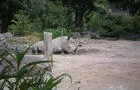 Zoo de Granby&nbsp;&nbsp;&nbsp;&copy; Zoo de Granby