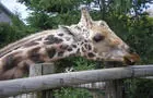 Zoo de Granby&nbsp;&nbsp;&nbsp;&copy; Zoo de Granby