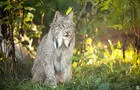 Lynx du Canada&nbsp;&nbsp;&nbsp;&copy; R.St-Laurent