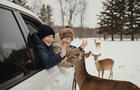 Visite des animaux en voiture&nbsp;&nbsp;&nbsp;&copy; Parc Safari