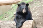 Ours noir&nbsp;&nbsp;&nbsp;&copy; Parc Oméga