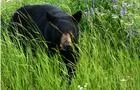 Ours