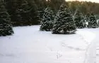 Sapin à cueillir