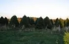 Plantation en été