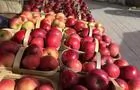 Paniers de pommes