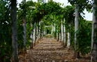 Vignes