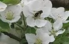 Pommier en fleurs