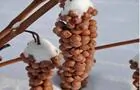 Vigne en hiver