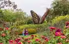 Papillon&nbsp;&nbsp;&nbsp;&copy; Parc Marie-Victorin de Kingsey Falls