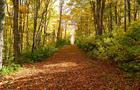 Automne&nbsp;&nbsp;&nbsp;&copy; Parc du Mont-Comi
