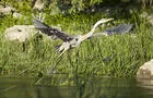 Observation faune, Montérégie&nbsp;&nbsp;&nbsp;&copy; Parc régional de Beauharnois-Salaberry
