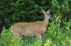 Cerf de Virginie&nbsp;&nbsp;&nbsp;&copy; Y.Bédard