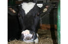 Vache