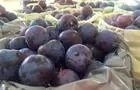 Prunes