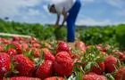 Cueillette de fraises