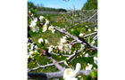Pommier en fleurs