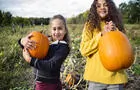 Cueillette de citrouilles