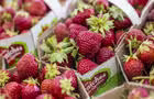 Fraises&nbsp;&nbsp;&nbsp;&copy; TQ/M.Dupuis