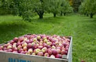 Pommes&nbsp;&nbsp;&nbsp;&copy; TQ/J-F.Bergeron