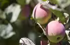 Pommes&nbsp;&nbsp;&nbsp;&copy; TQ/C.Savard