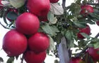 Pommes