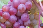 Raisins de table