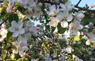 Pommier en fleurs