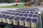 Paniers de prunes