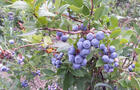 Bleuets